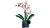 LEGO Icons 10311 Orchidea