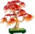 LEGO BOTANICALS 10348 Klon palmowy bonsai Mr Puggy.jpg