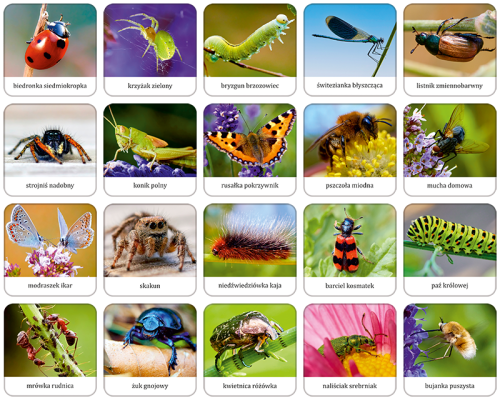 memory owady i pajaki - elementy.png