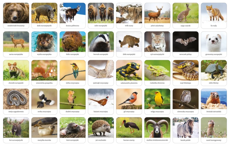 memory_fauna_polski_elementy.png