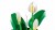 LEGO BOTANICALS 11504 Skrzydłokwiat kraków.jpg