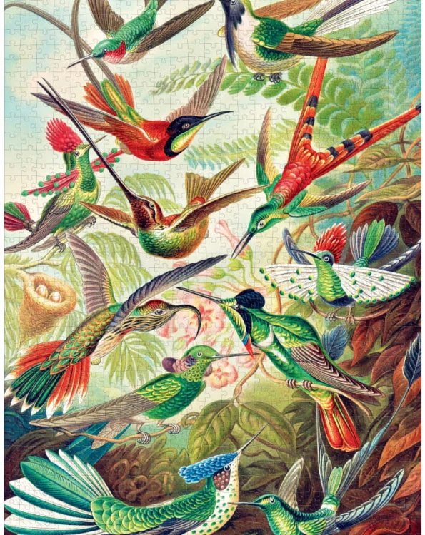 good-loot-imagination-ernst-haeckel-hummingbirds (2).jpg