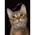brulion a6 80 kratka herlitz mr puggy