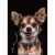brulion a6 80 kratka herlitz mr puggy